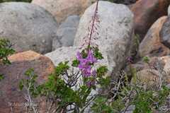 Epilobium angustifolium
